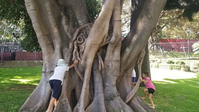 子どもたちが大木に登ろうとしている写真